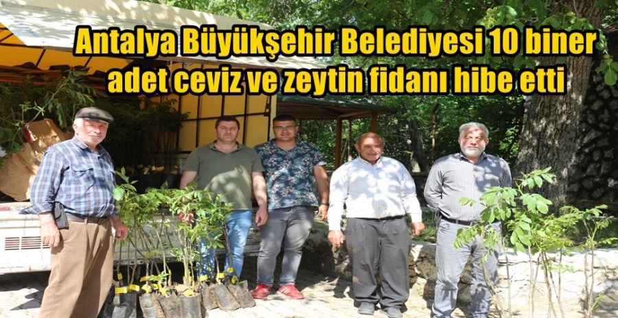 Antalya Büyükşehir Belediyesi 10 biner adet  ceviz ve zeytin fidanı hibe etti 