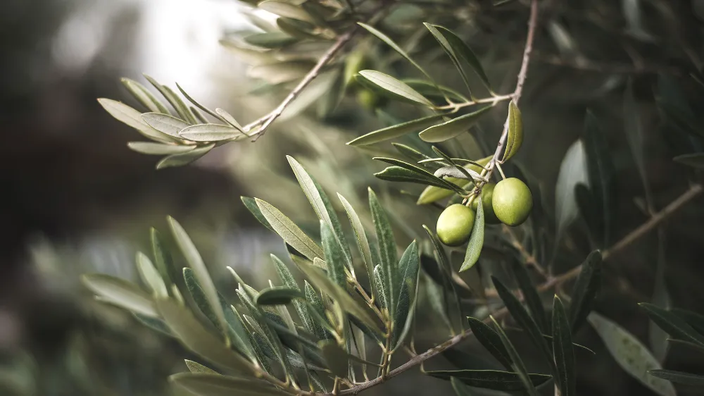 “Manavgat Zeytin ve Zeytinyağı Festivali” yarın başlıyor