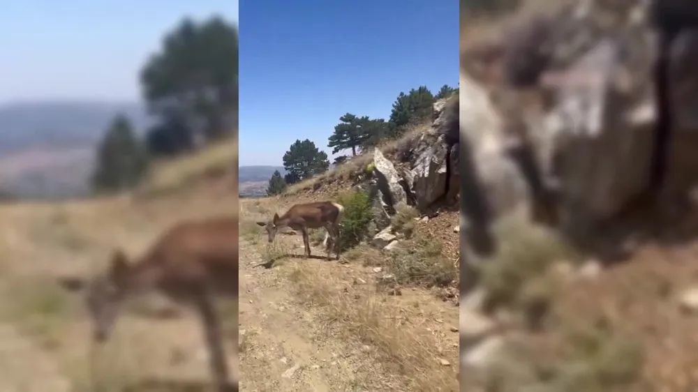 Salda Gölü çevresine bırakılan kızıl geyiklerden biri doğada beslenirken görüntülendi