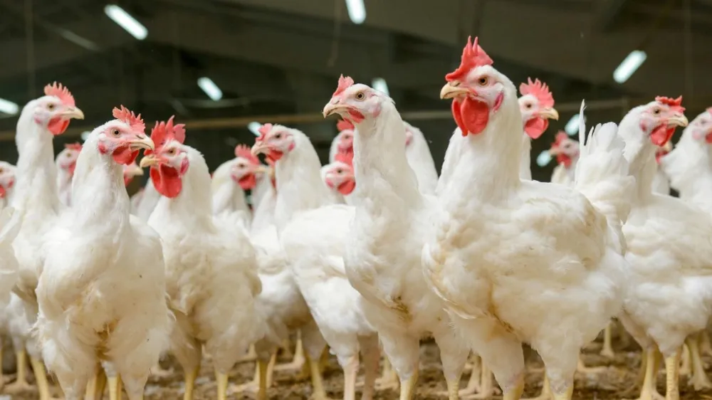 Mayıs ayında tavuk eti üretimi 216 bin 453 ton oldu