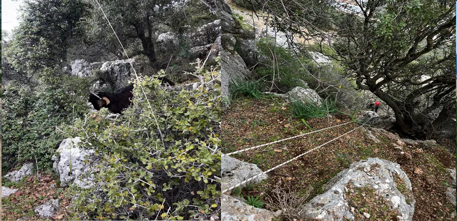   Antalya Büyükşehir Belediyesi İtfaiye ekiplerinden keçi kurtarma operasyonu