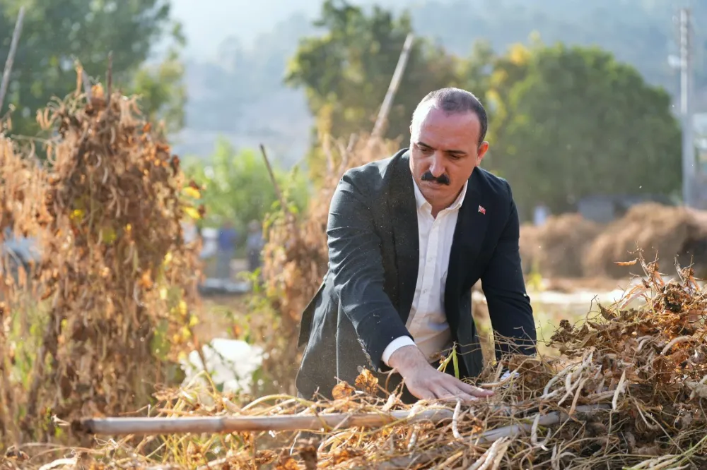 KOTAN İŞÇİLERLE FASULYE HASADI YAPTI