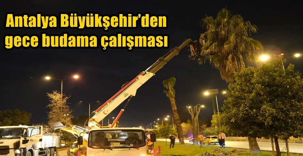 Antalya Büyükşehir’den gece budama çalışması 