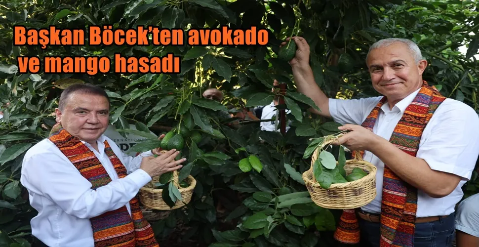 Başkan Böcek’ten avokado ve mango hasadı 