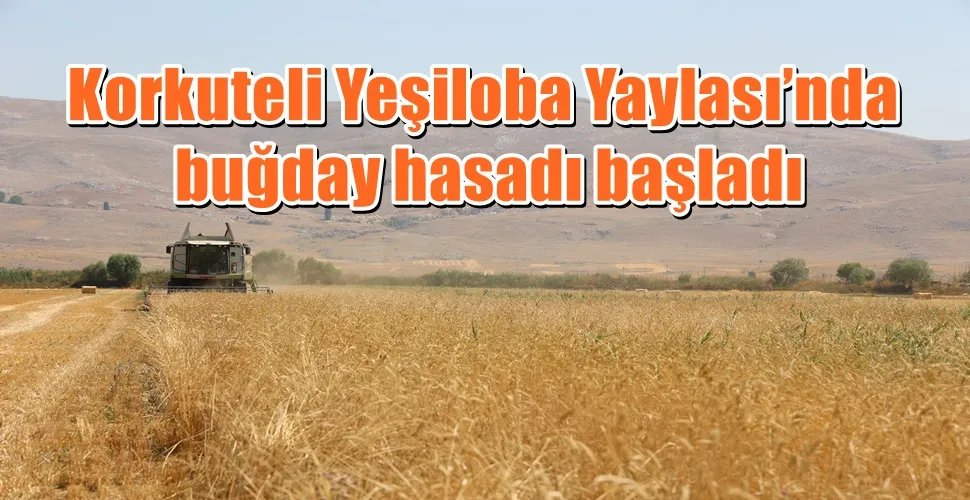 Korkuteli Yeşiloba Yaylası’nda buğday hasadı başladı