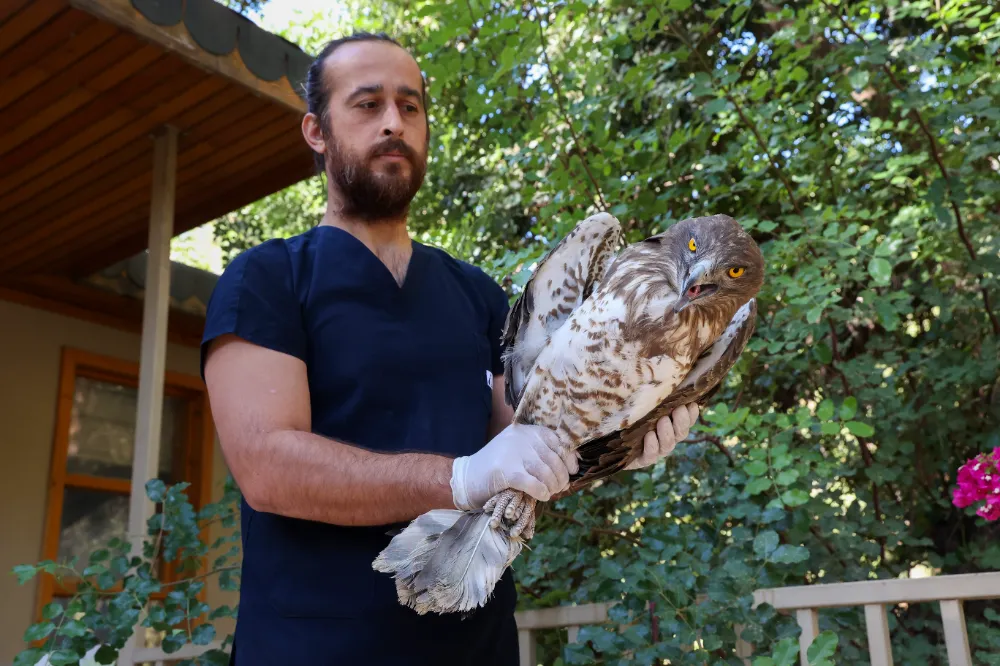 Büyükşehir Doğal Yaşam Parkı’nın tedavi edilen Yılan Kartalı doğaya geri döndü