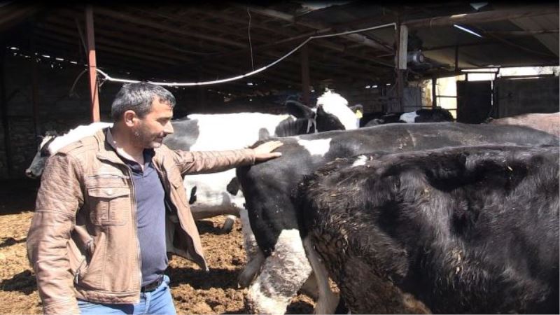 Böcek sözünü tuttu.   Mağdur besiciye 3 gebe inek verildi