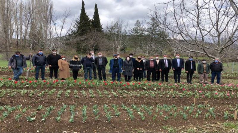 İbradı lale üretim merkezi haline geliyor
