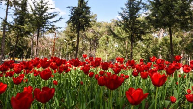Kepez’de lale baharı