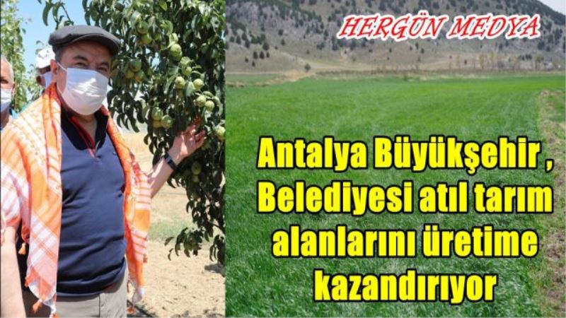 Antalya Büyükşehir Belediyesi atıl tarım alanlarını üretime kazandırıyor