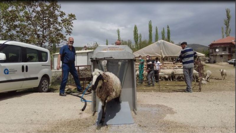 Küçükbaş hayvanlara hızlı ilaçlama
