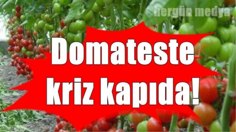Çiftçiye kötü haber.Domateste kriz kapıda!