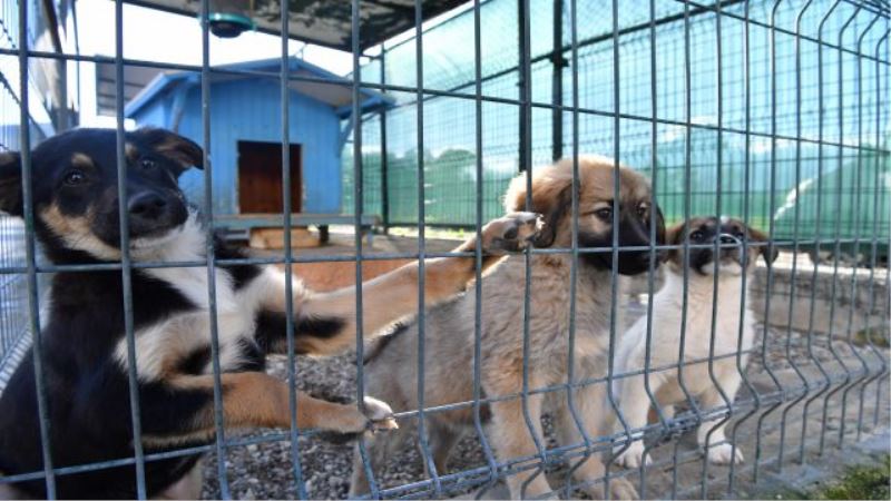 Sokak canlarına 23 ton mama