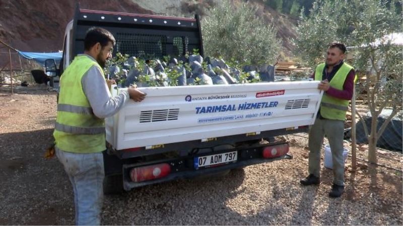 Seralarda yetiştirip çiftçiye dağıtıyor